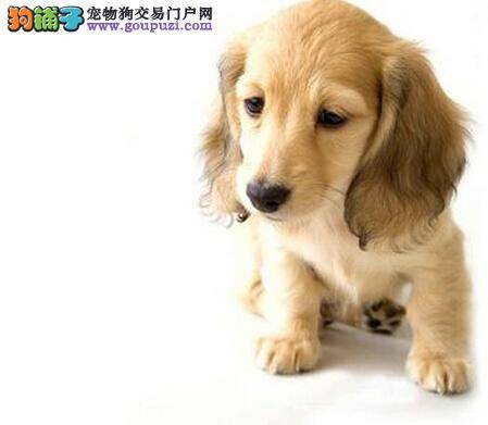 可卡犬拉稀，便便带血没事吧