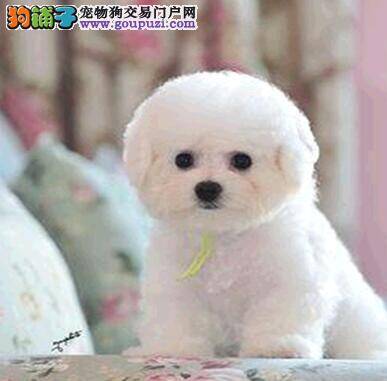 选购健康的比熊犬大家要谨慎哪些问题