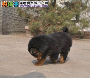 藏獒最近咳嗽，反复发烧是什么毛病