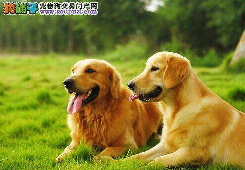 三步体检法 让你的金毛犬身体更加健康