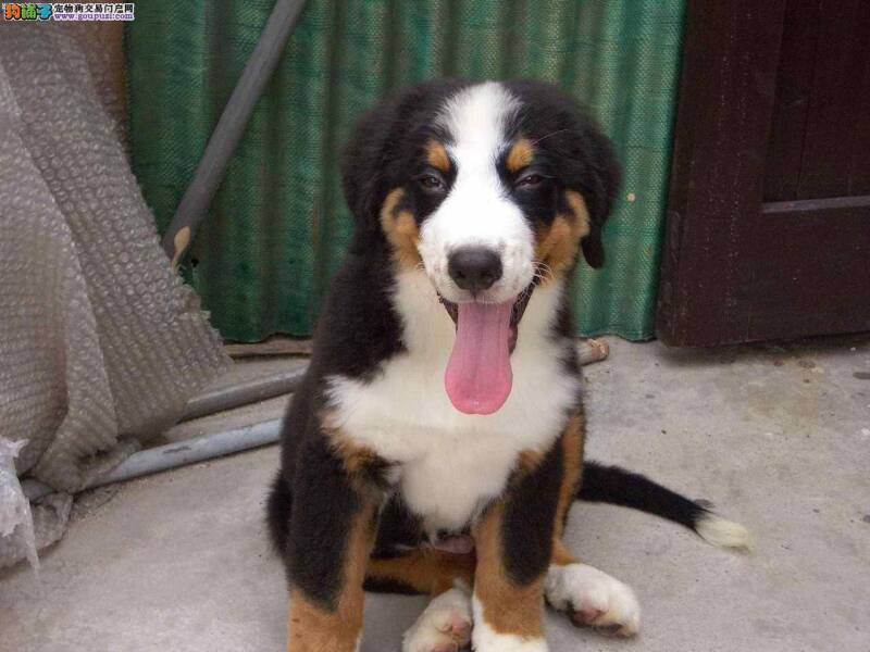 伯恩山犬老爱吃自己的便便该怎么纠正