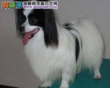 蝴蝶犬的胆子很小我需要提高它的胆量