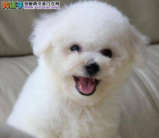 比熊犬在购买时要讲究的方法