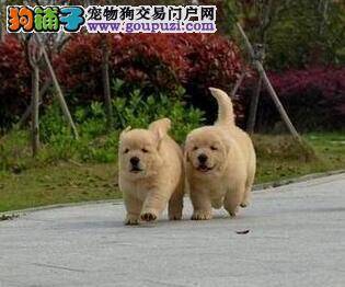 选购纯种金毛犬应该懂得的八点小常识