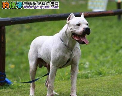 预防狗狗耳病 杜高犬外耳炎的诊断与治疗