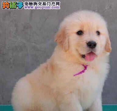 金毛犬便血，精神很好是什么毛病