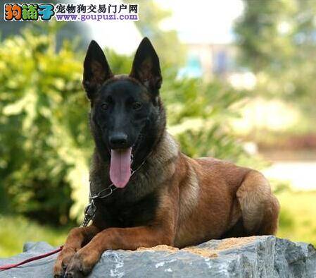 狗狗发情鉴定 马犬发情期的症状与表现