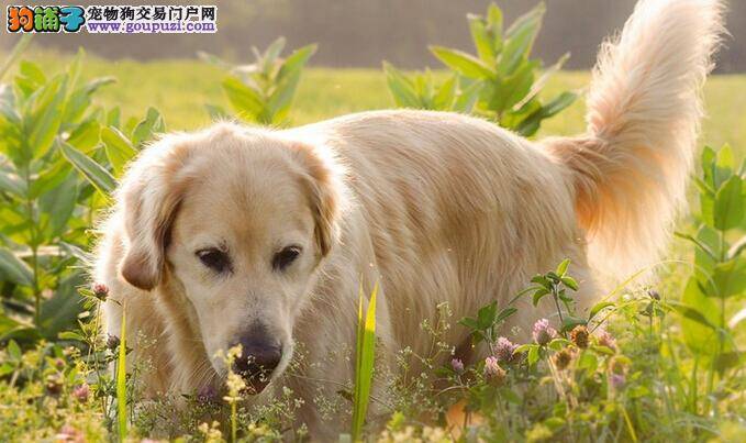 意外无处不在 金毛犬触电了应如何抢救