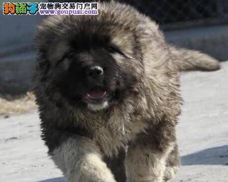 新宠主科学管理妊娠期的高加索犬