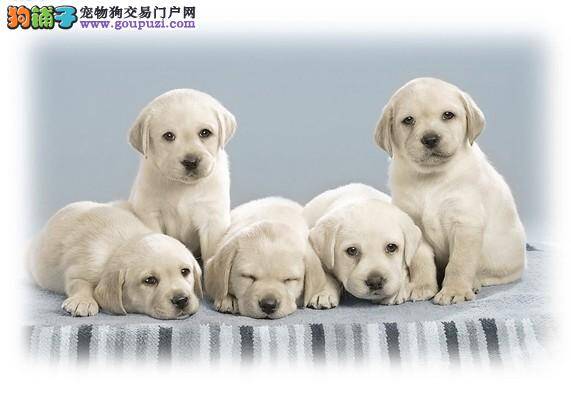 聪明又能干 选购拉布拉多犬的方法