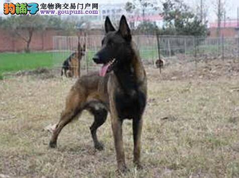 养狗难与不难 饲养马犬会涉及到哪些方面