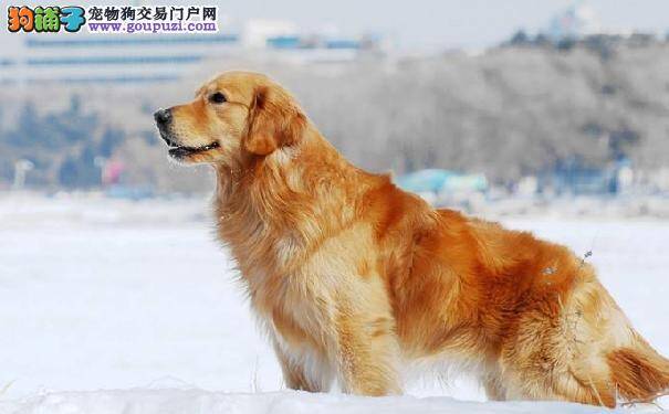 金毛犬怀孕期间的注意事项 金毛孕期饮食需注意