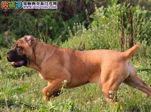 饮食好习惯 如何培养卡斯罗犬良好的进食习惯