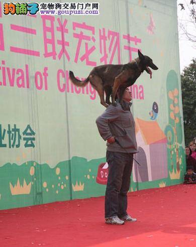 首届三联宠物节在成都开幕 看狗狗如何秀绝技