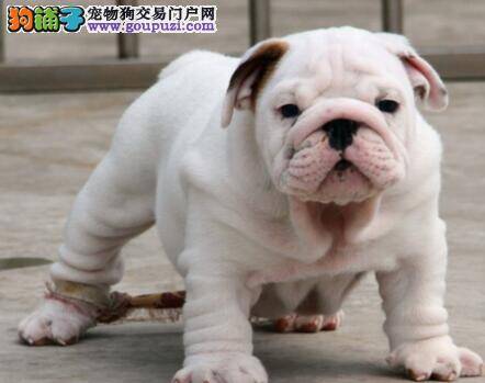 斗牛犬老喜欢睡在地板上可以吗