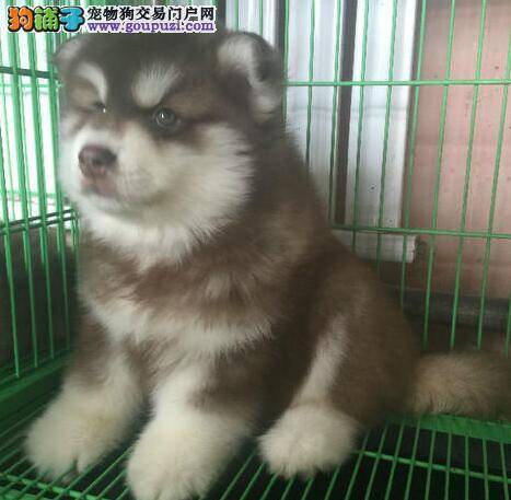 选购健康与优秀的阿拉斯加犬要怎样做