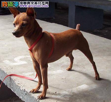 小鹿犬最近有点腹泻，吃什么药好