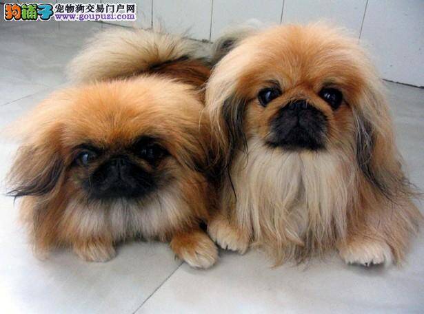 我家京巴犬胆子特别小应如何提高它的胆量