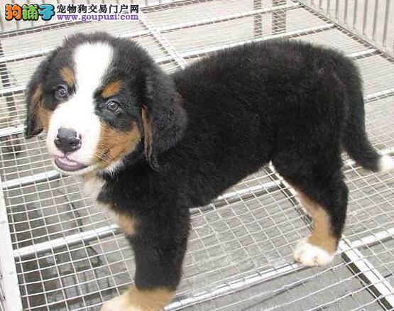 伯恩山犬老龄化以后饲养的注意事项