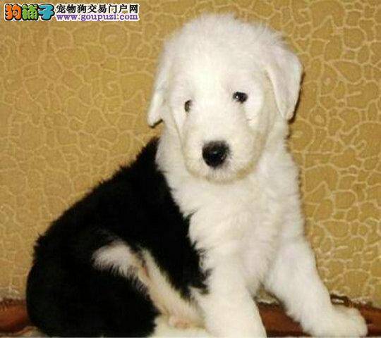 古代牧羊犬洗完澡后身上瘙痒是什么问题
