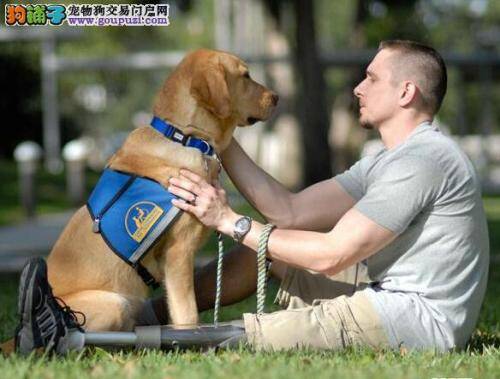 夏季冷饮不能碰 哪些冷饮对拉布拉多犬的健康有害
