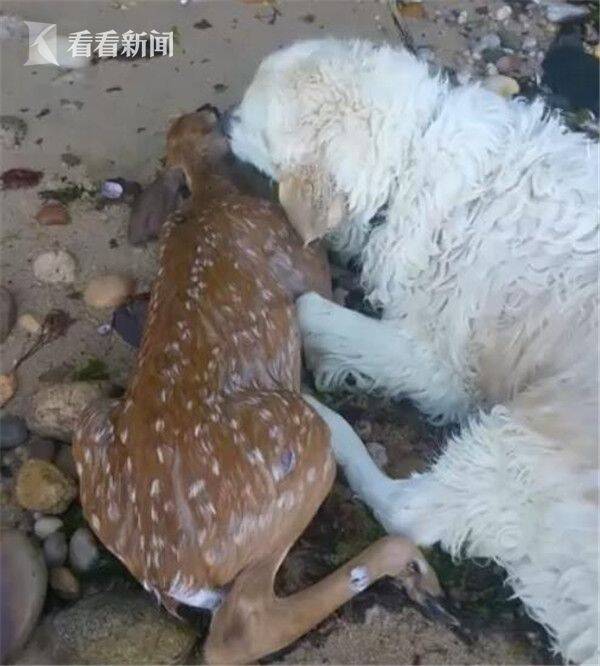 暖心！宠物狗跳海营救奄奄一息的溺水小鹿