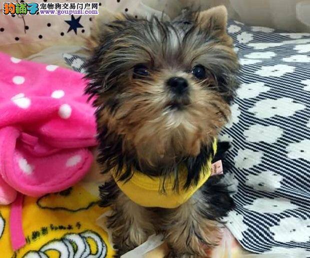 约克夏鼻子干，拉稀没事吧