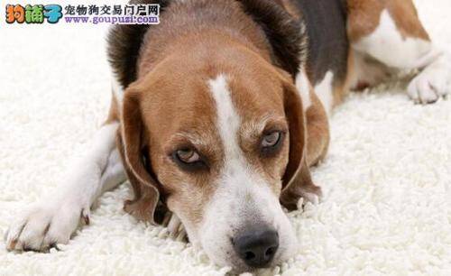 如何喂养新生犬 新生比格犬的饮食要求