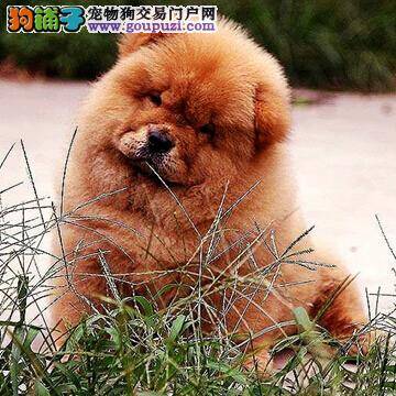 宠物夏季养护知识 怎样给松狮犬防暑降温