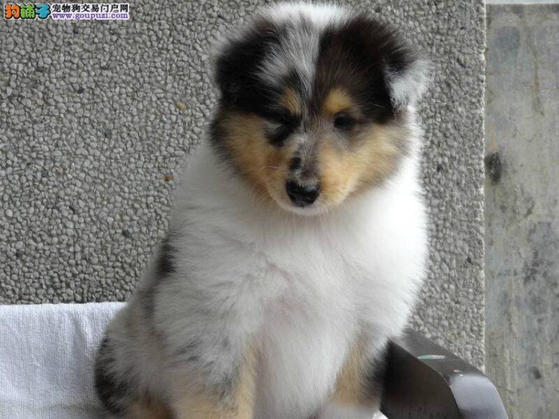 苏格兰牧羊犬拉黄色的便便没事吧