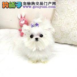 如何正确的给马尔济斯犬选择食物