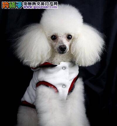 很多人都选择贵宾犬的原因