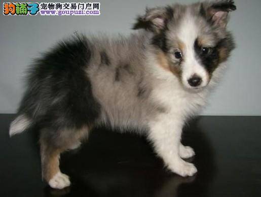 苏格兰牧羊犬一直呕吐是得什么病了