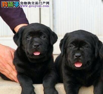 拉布拉多犬可以吃香油吗