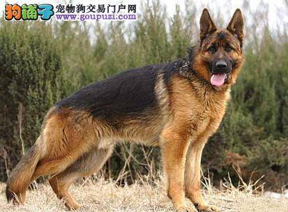 安全有保障 外出期间如何让德国牧羊犬顺利的回来