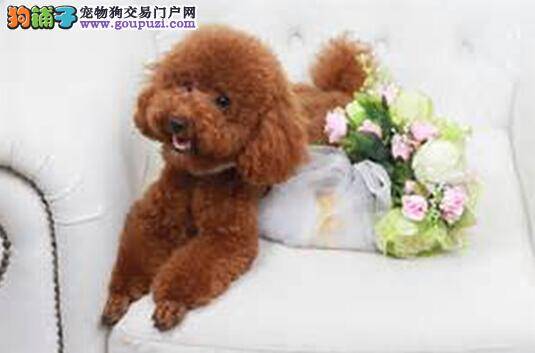 狗狗成年的标志 如何判断贵宾犬是否发情