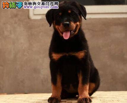 罗威纳犬为什么不吃东西，肚子胀