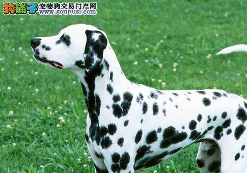 疑惑解答之斑点狗不吃东西的原因——原发性与继发性