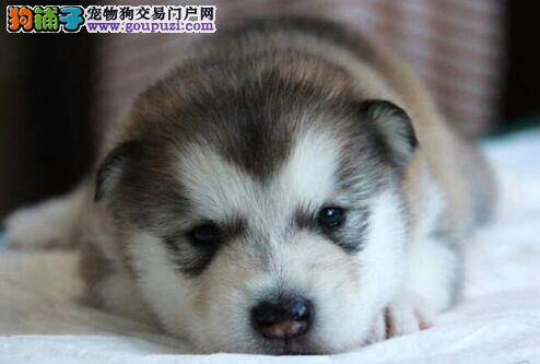 老年时期的哈士奇总咳嗽是怎么回事