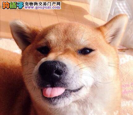 健康保障 柴犬的常见病因与预防方法