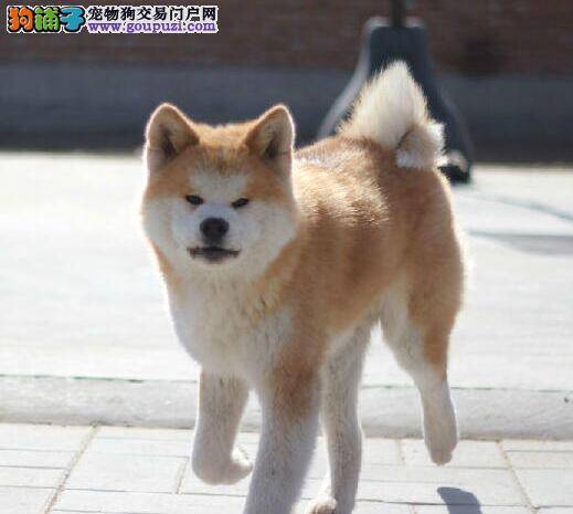 解决饲养秋田犬的燃眉之急——上厕所