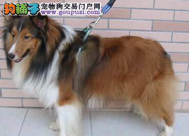 饲养新篇章 怎样让喜乐蒂犬的毛质越来越好