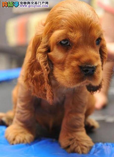 可卡犬最近便便不成形是为什么