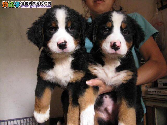 导致伯恩山犬鼻尖上面掉毛的原因