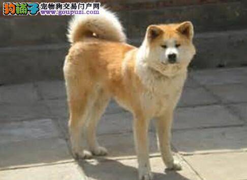 给秋田犬幼犬提供充足的营养元素的必要性