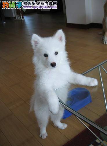 如何让银狐犬的晚年生活丰富多彩