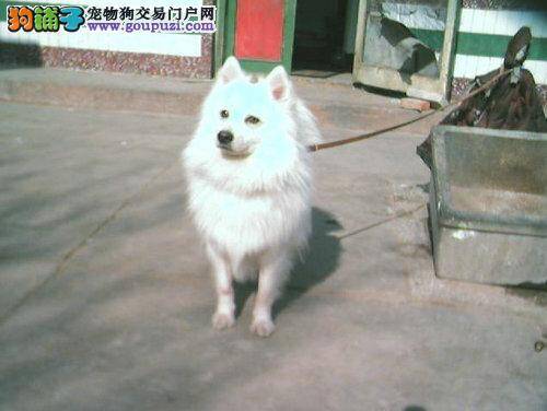 银狐犬最近严重掉毛跟螨虫皮肤病有关吗