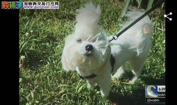 凶悍斗牛犬袭击邻居家马尔济斯并咬伤邻居