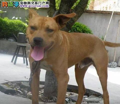 怎么给比特犬合理的补充营养物质