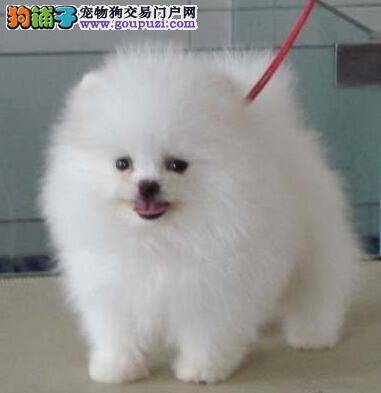 博美犬的耳朵脱皮，掉毛是什么问题